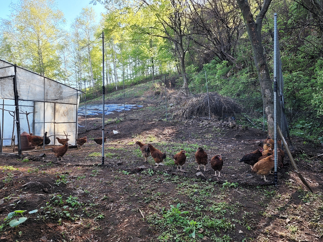 횡성 4주차 월요일_닭장과 닭들_20220509_082513.jpg