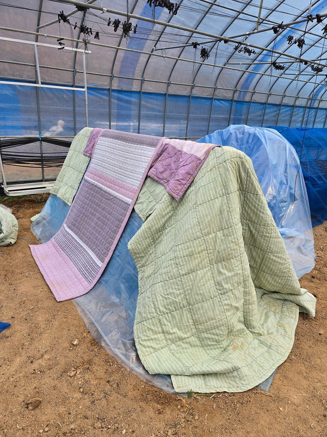 육묘틀 덮는 이불_20250325_160114.jpg