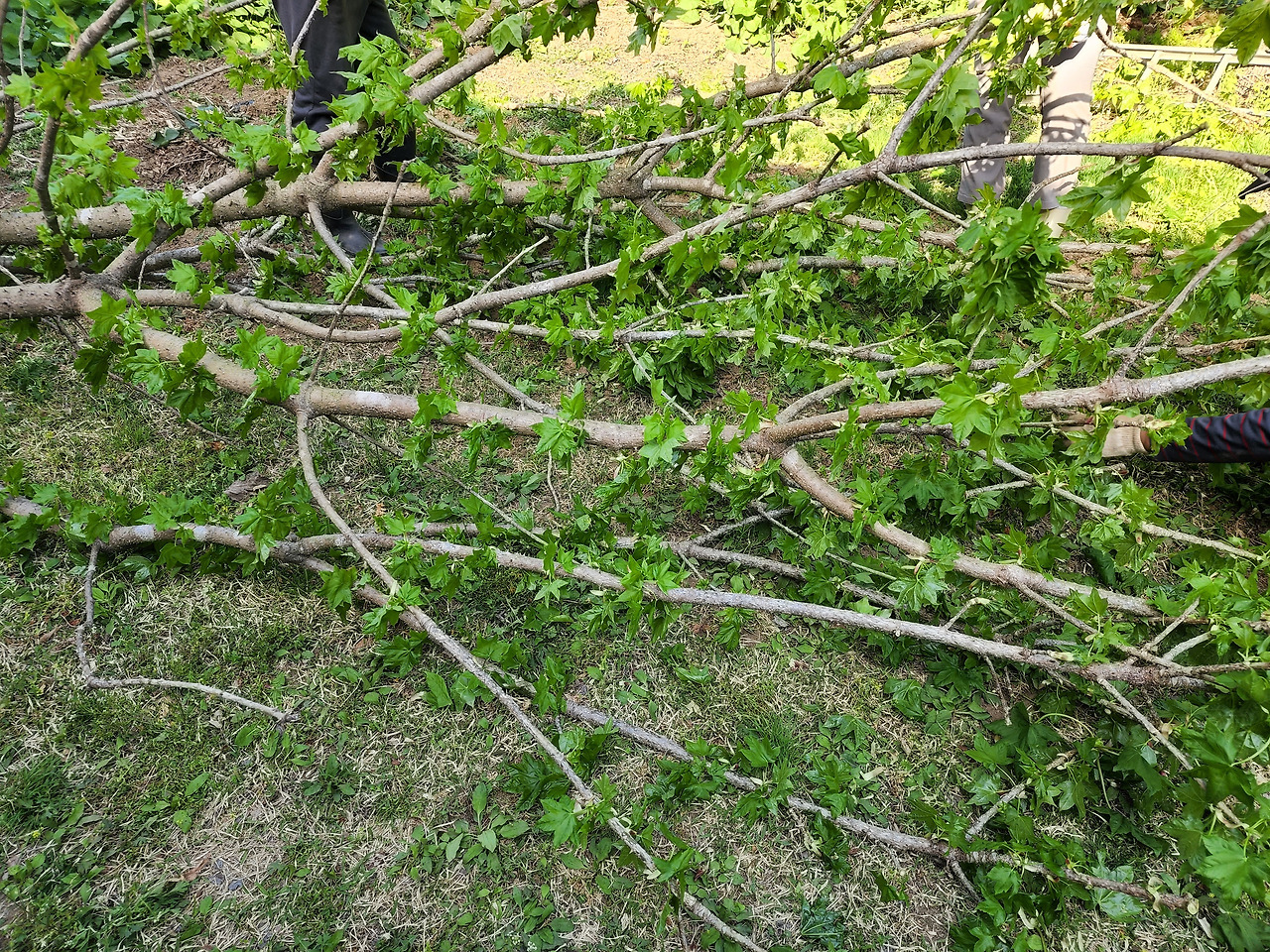 잘라낸 엄나무가지들_20220510_171715.jpg