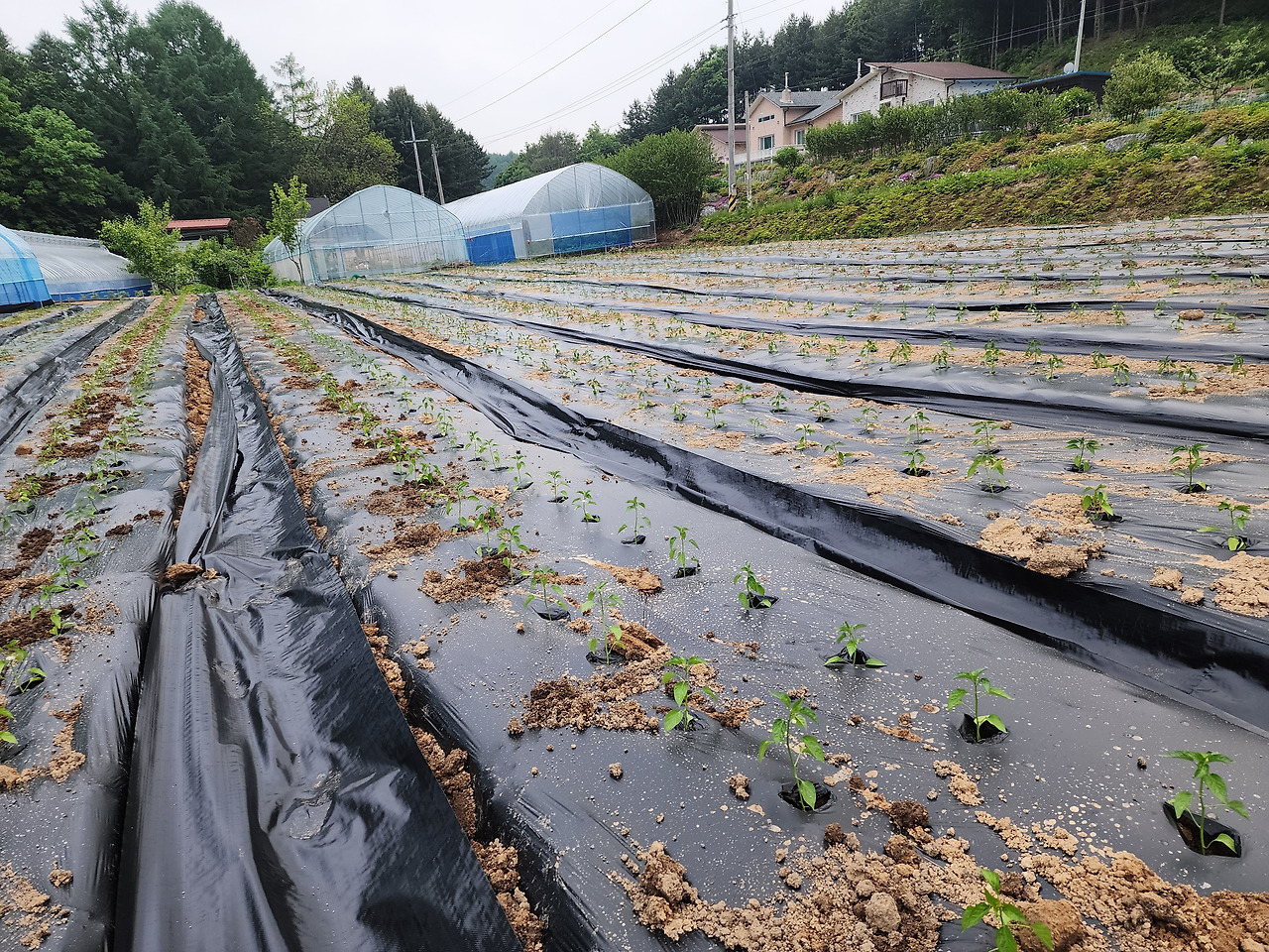 정식한 고추들_20240520_180713.jpg