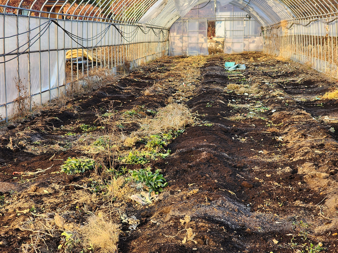 횡성 29주차 화요일_계분 뿌린 후 모습_20221108_160945.jpg