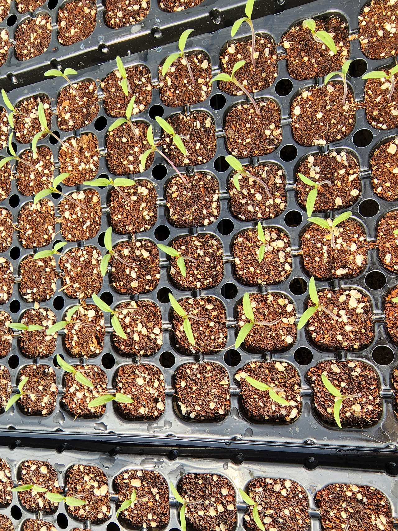 횡성 4주차 목요일_토마토 선도농가_토마토 모종_20220512_092445.jpg