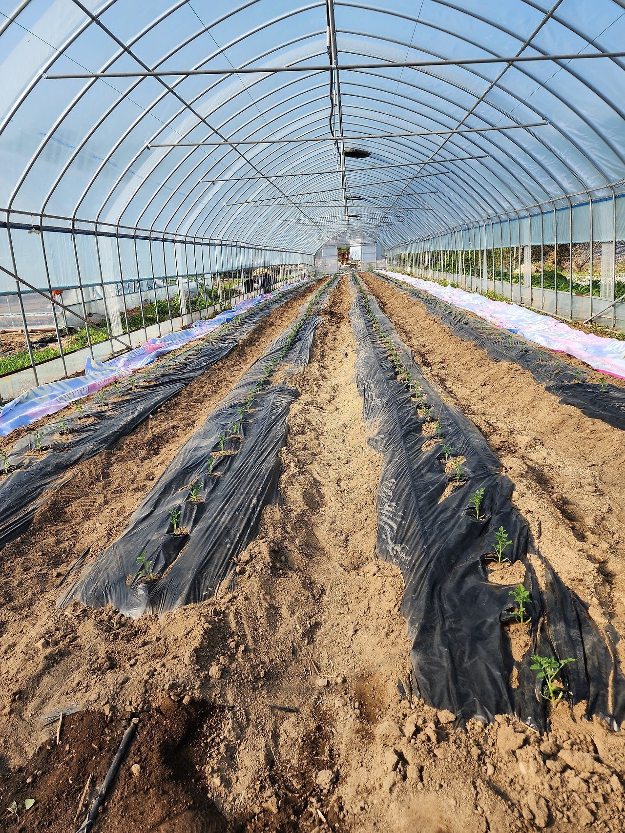 토마토 정식후 모습_20230509_162908.jpg