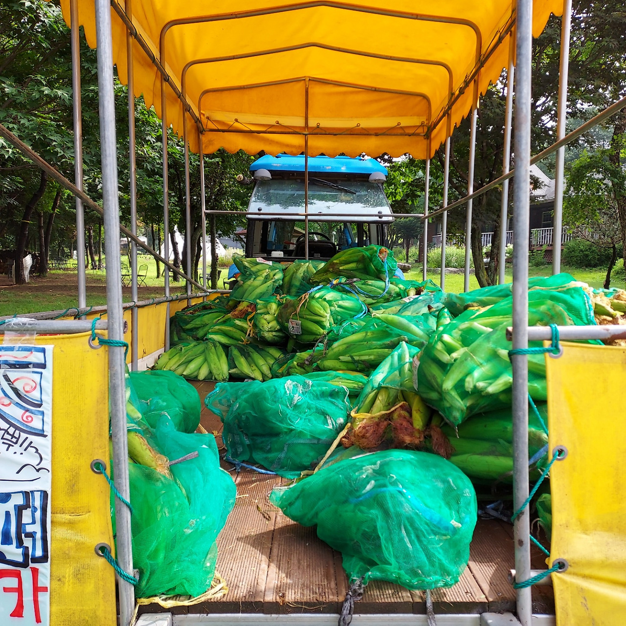 횡성 16주차 목요일_옥수수 수확물들_20220804_1659828590782.jpg