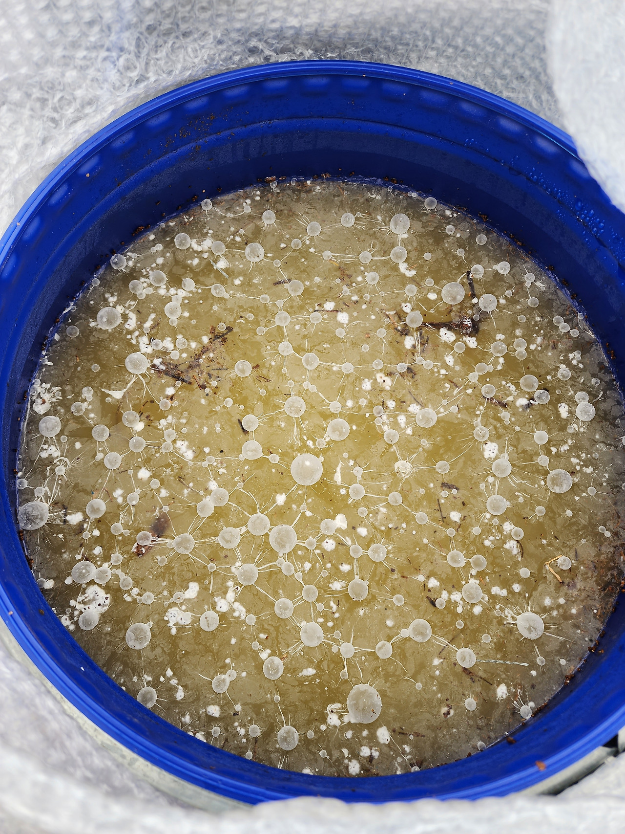 깻묵액비에 발효된 미생물의 모습_20230323_111544.jpg