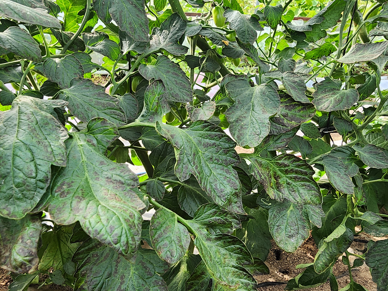 잎곰팡이병에 걸린 토마토 잎들_20230707_074851.jpg