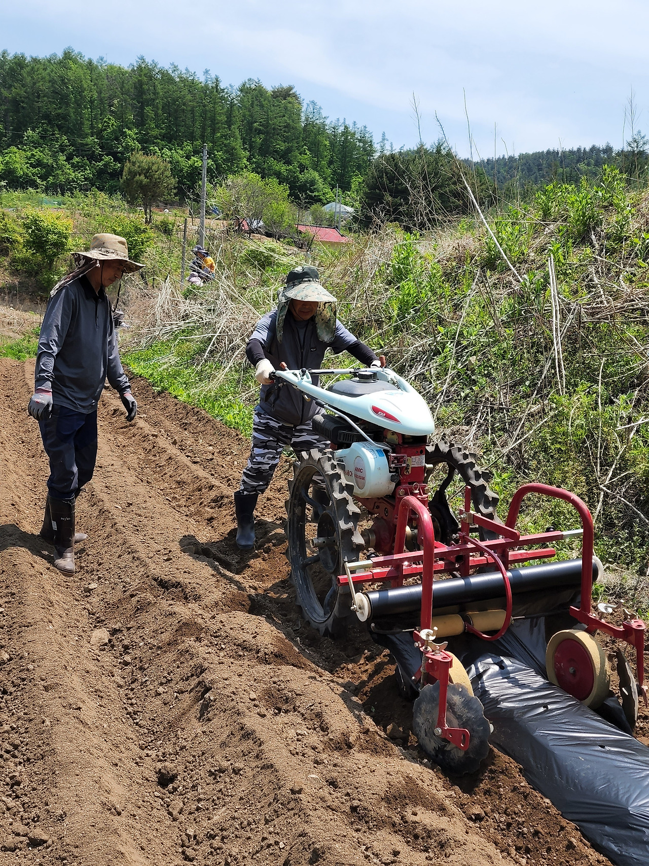 횡성 6주차_수요일_관리기로 멀칭해보는 성교장선생님_20220525_113553.jpg