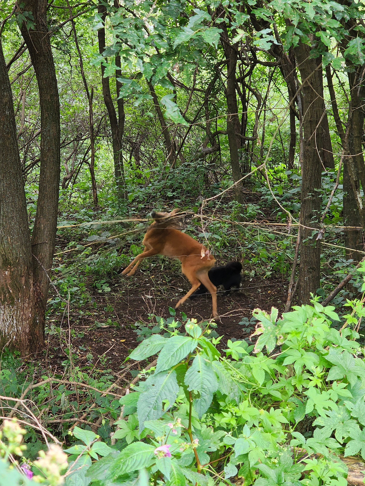 횡성 19주차 수요일_감자 수확 이틀째_울타리에 뿔이 걸린 노루와 쵸코_20220824_102017.jpg