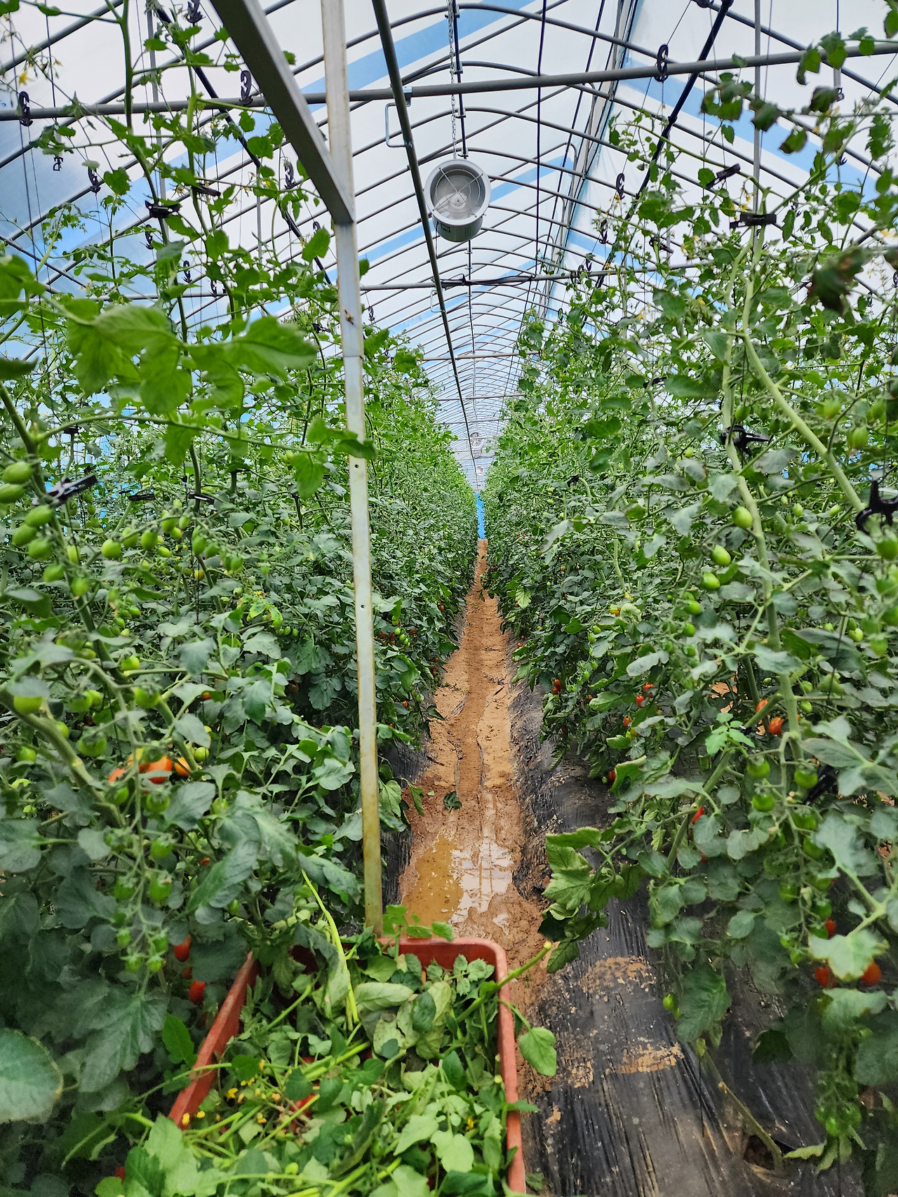 토마토 곁순 제거 작업_20240718_172934.jpg