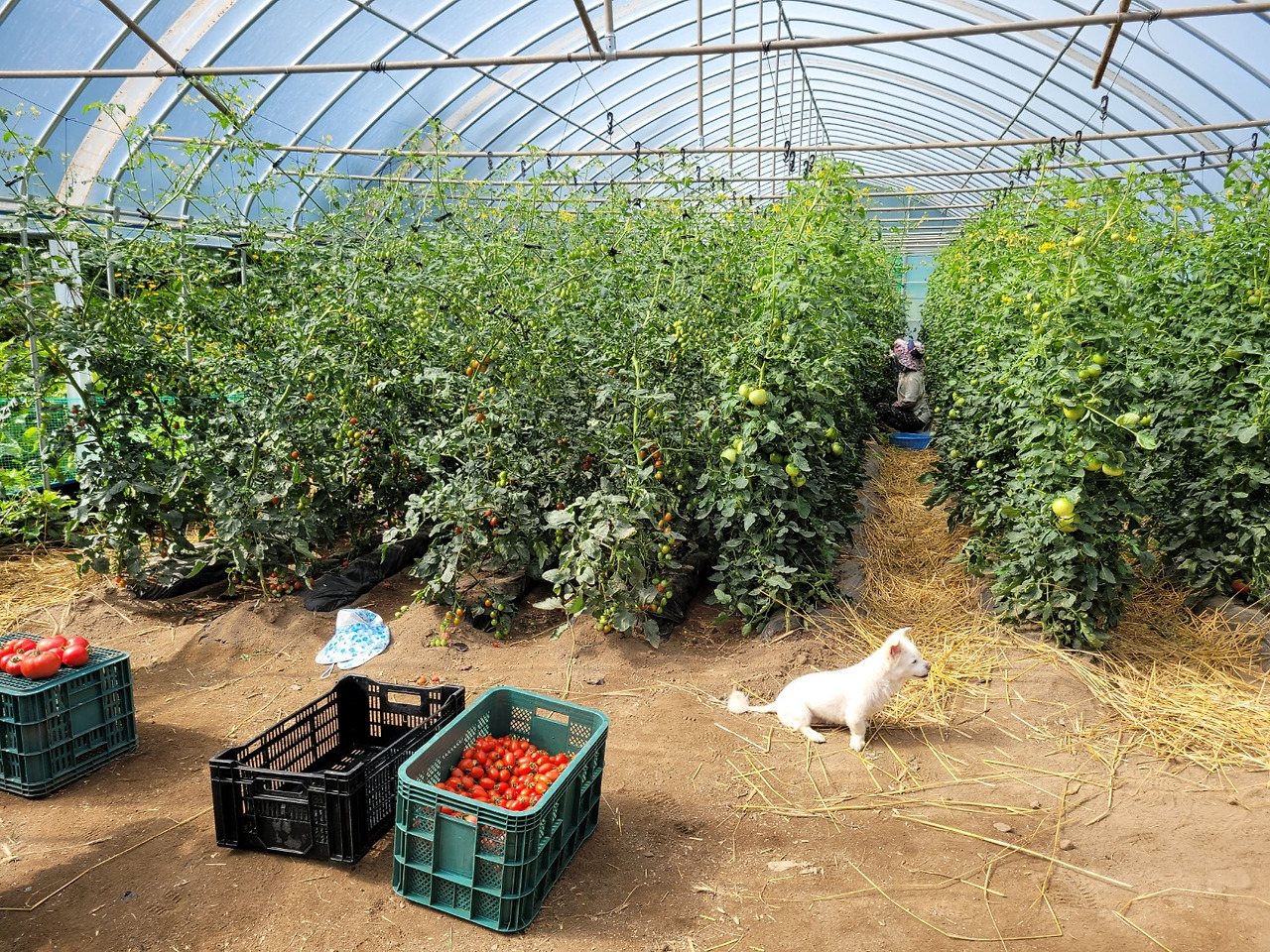 횡성 15주차 금요일_토마토 따기_20220729_1659183601467.jpg