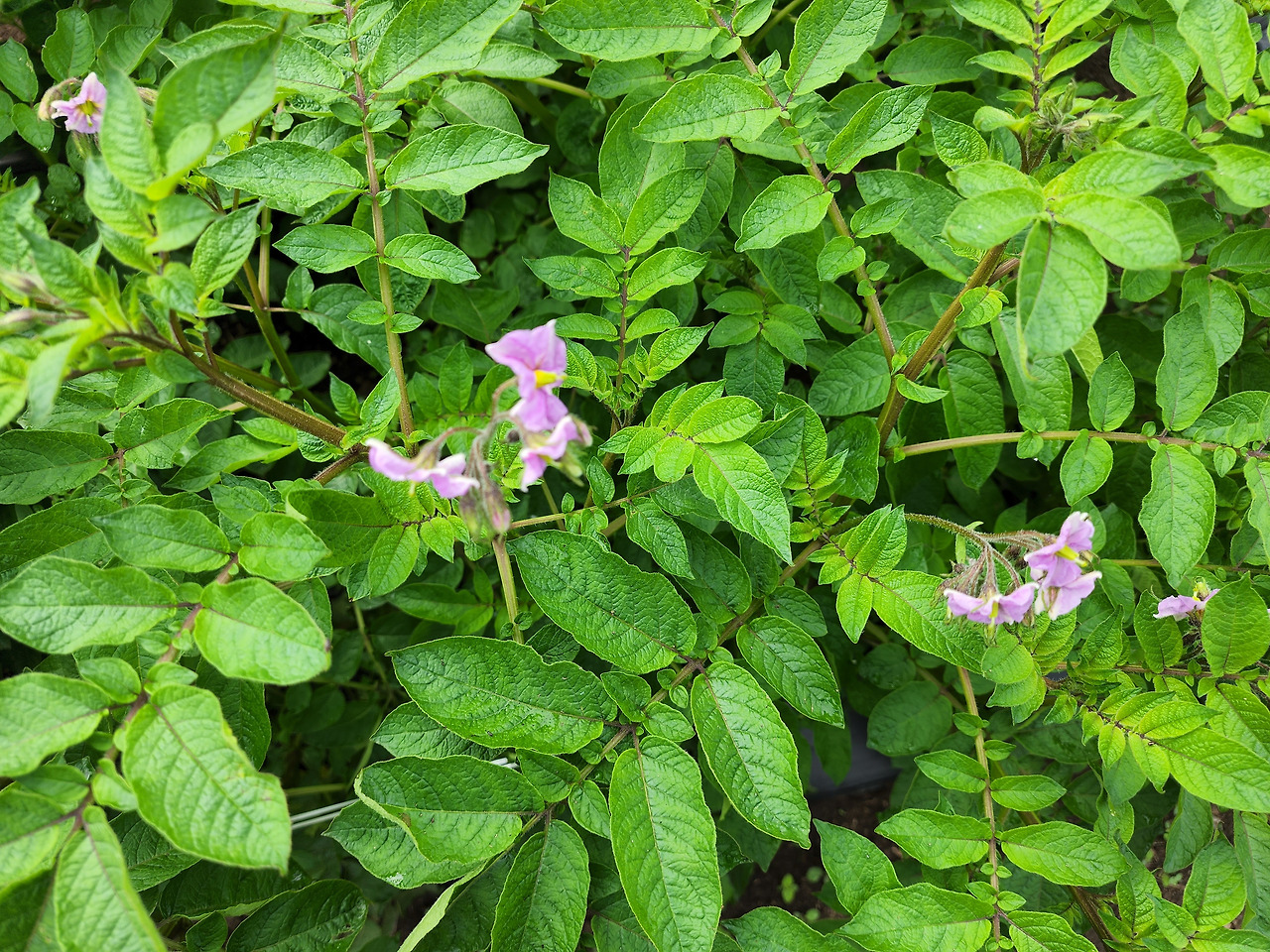 횡성 10주차_월요일_개인 텃밭의 홍감자 꽃_20220620_083751.jpg