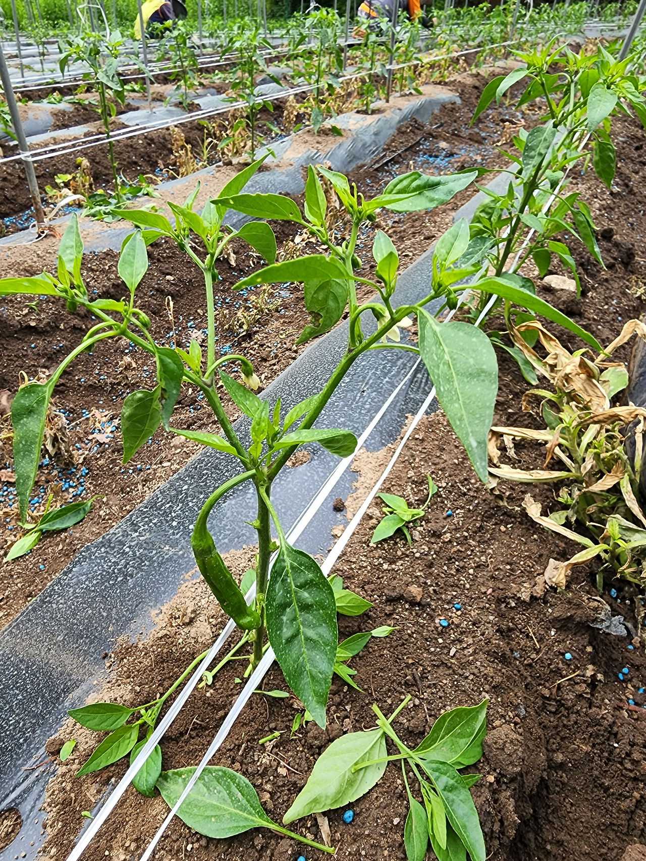 횡성 8주차_화요일_고추 곁순제거하면서 발견한 고추_20220607_103924.jpg