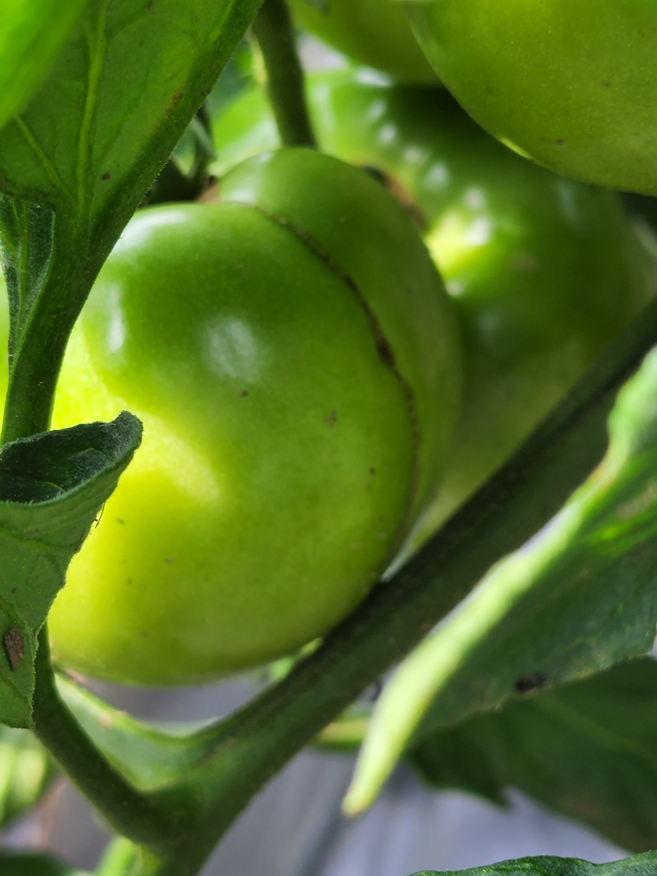 횡성 13주차 화요일_병충해 방제 강의_붕소 결핍이 온 대추 토마토_20220712_150455.jpg