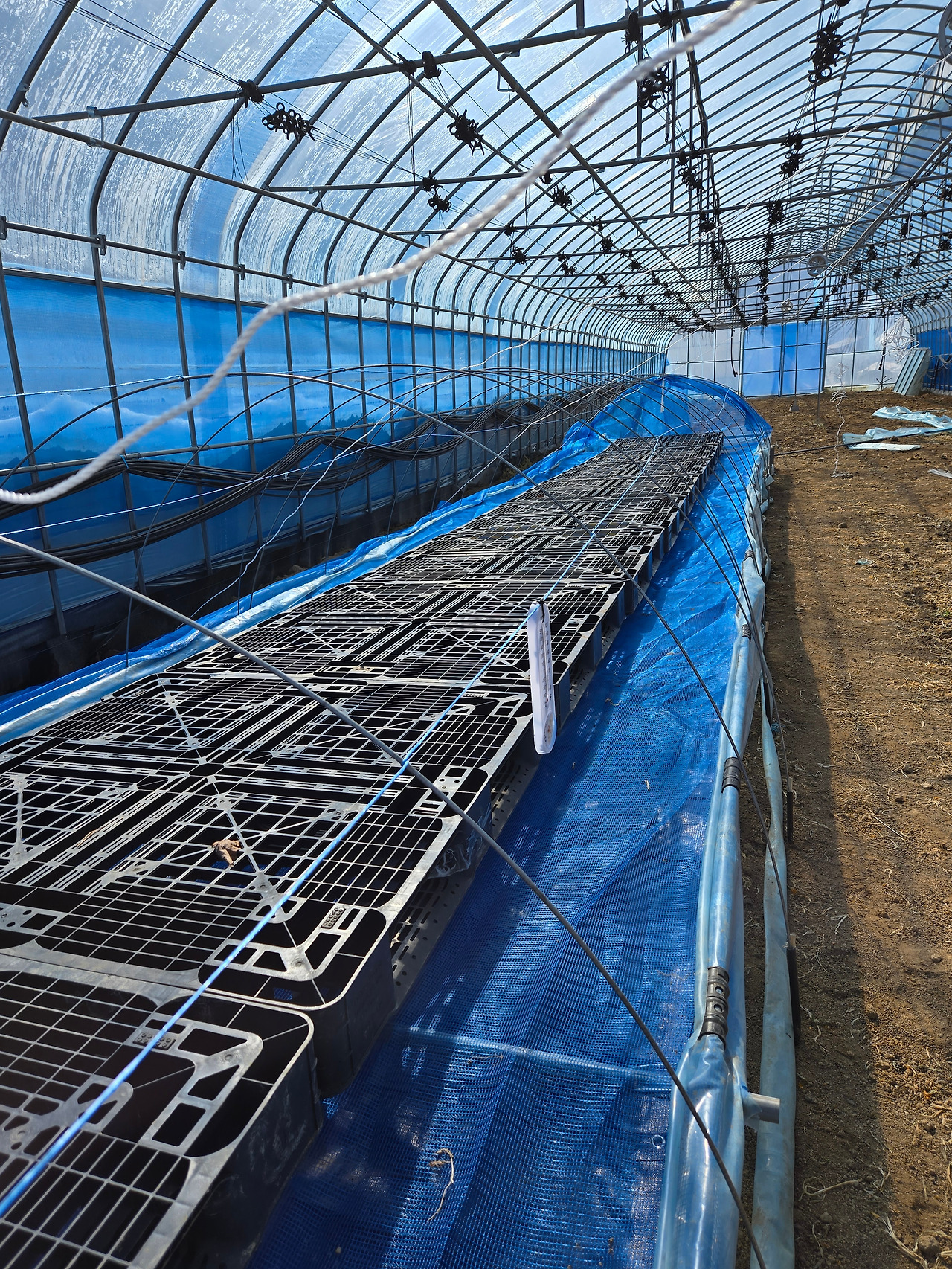 완성된 육묘판_20250221.jpg