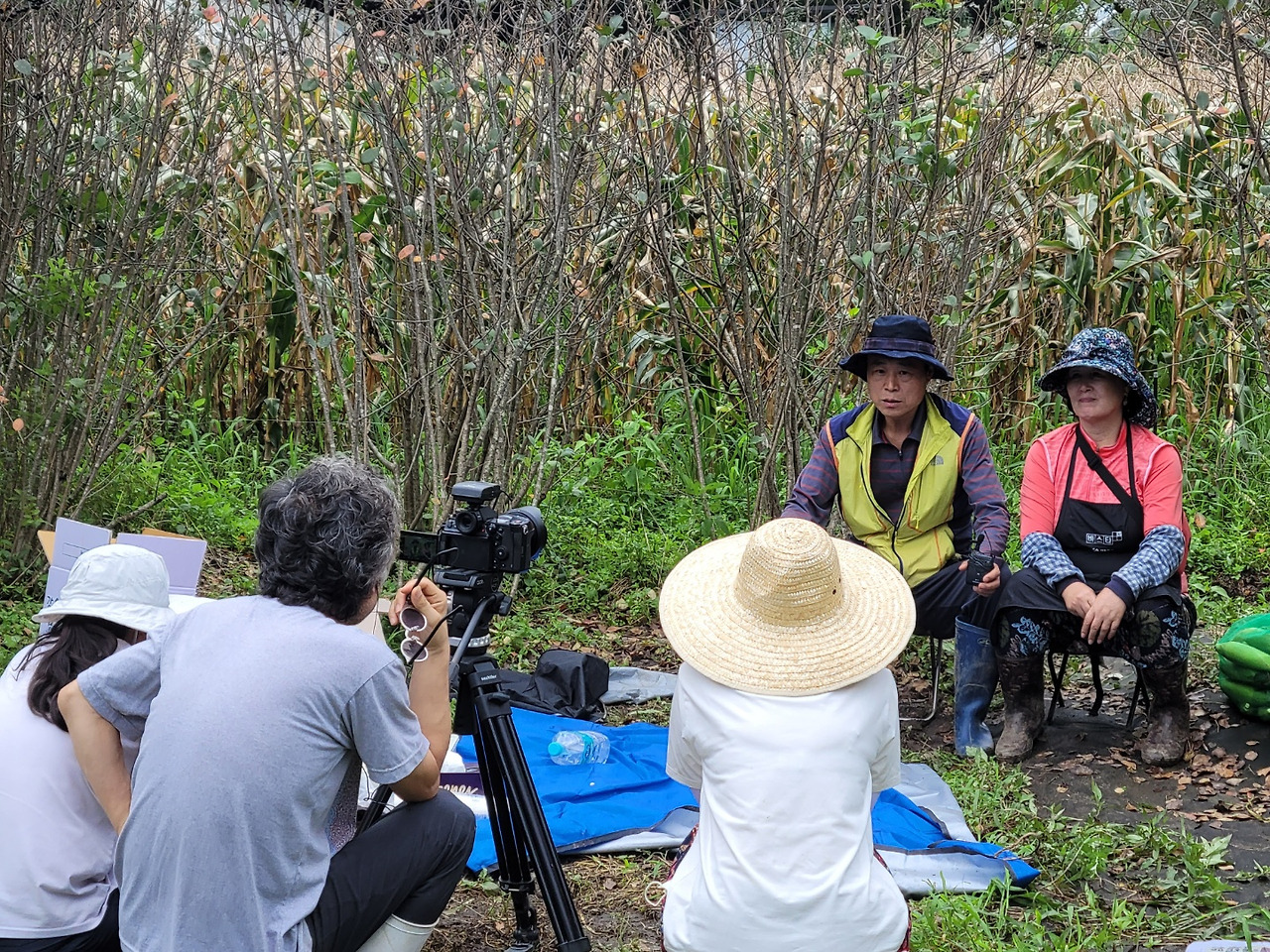 횡성 18주차 수요일_강원 mbc 촬영_옥수수밭에서 개별 촬영중인 최선생님 부부_20220817_1660723429700.jpg
