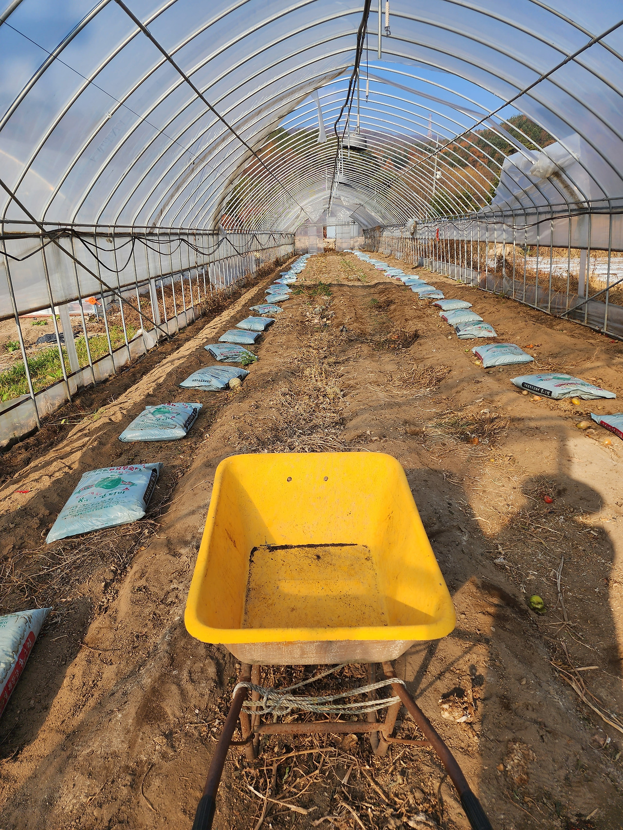 횡성 29주차 화요일_계분 뿌릴 곳에 가져다 놓기_20221108_144549.jpg