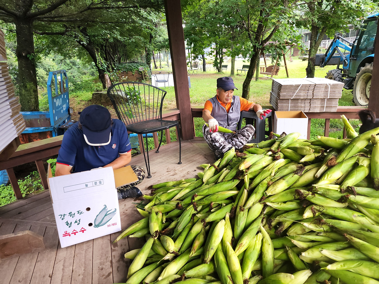 횡성 16주차 목요일_수확한 옥수수를 박싱하는 교장선생님_20220804_091439.jpg
