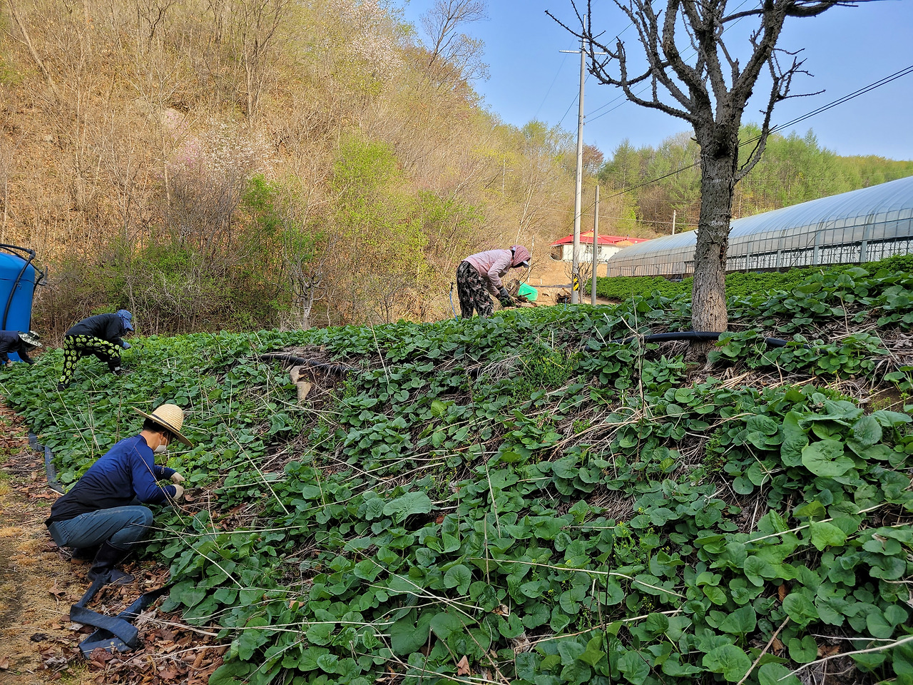 횡성 2주차_목요일_팀장님 언니네 곰취밭 잡초 뽑기_첫번째 곰취밭_1651124417199.jpg
