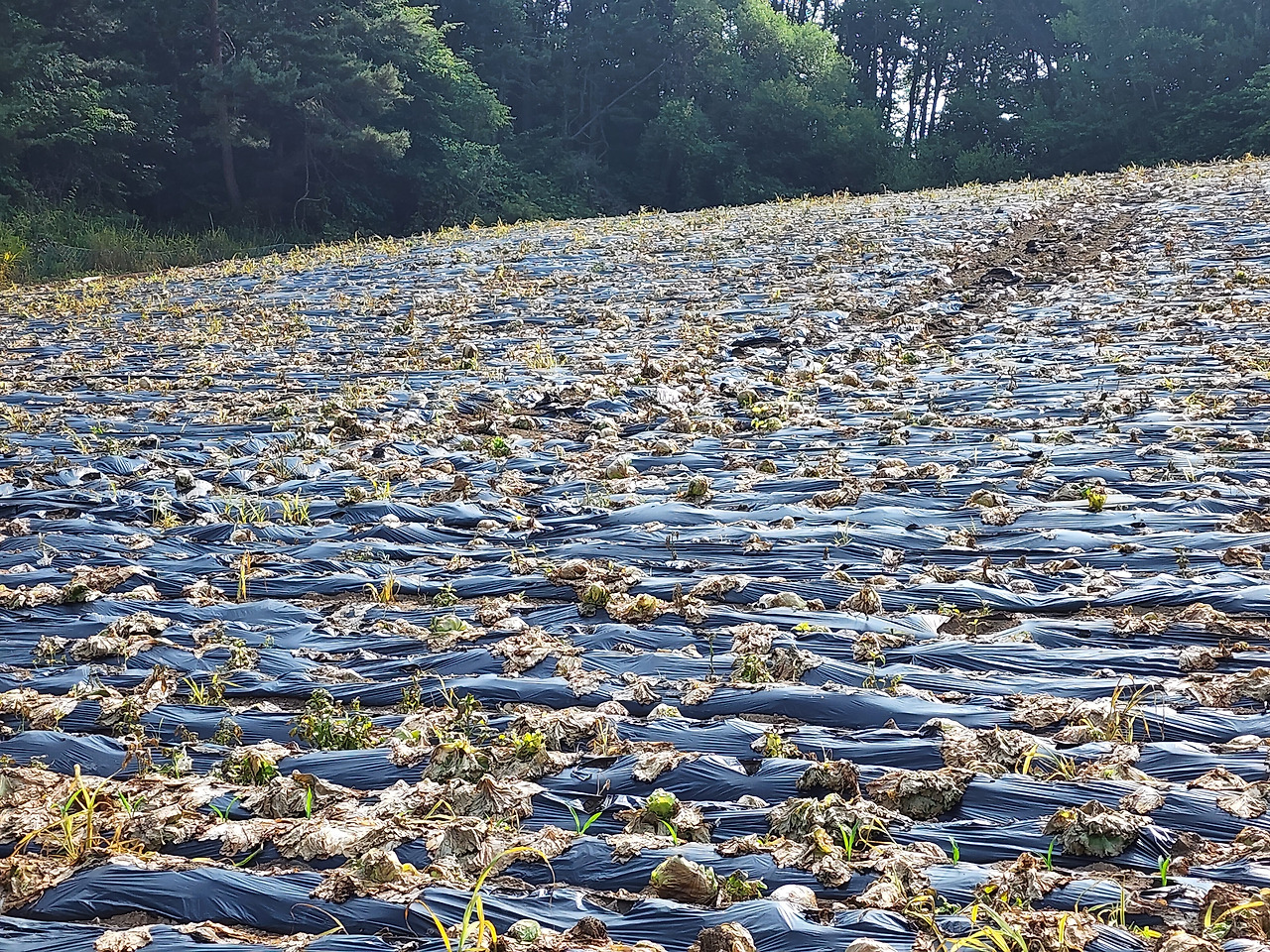 횡성 10주차 수요일_송사장 옥수수 정식_지저분한 두번째 밭 정식_20220622_090333.jpg