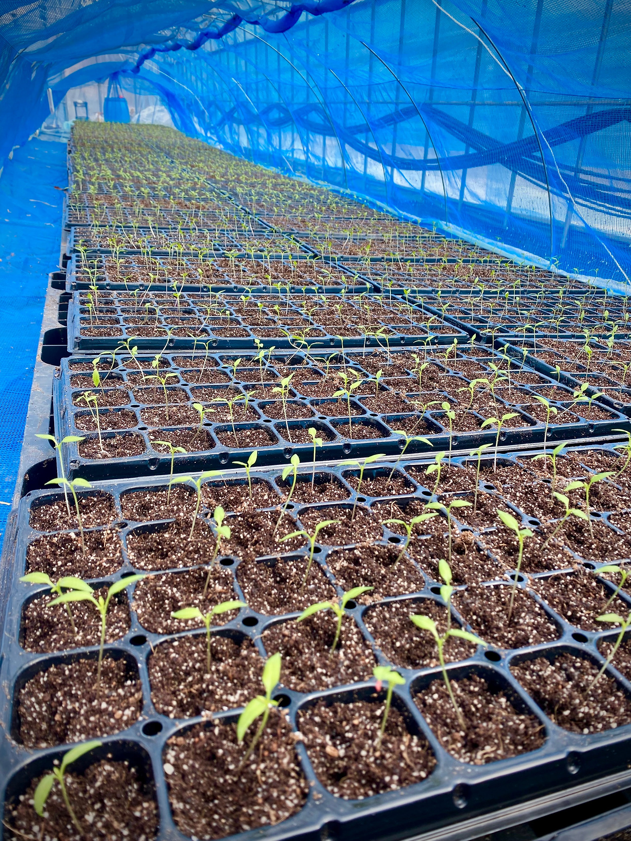 이식한 고추 모종들_20250311.jpg