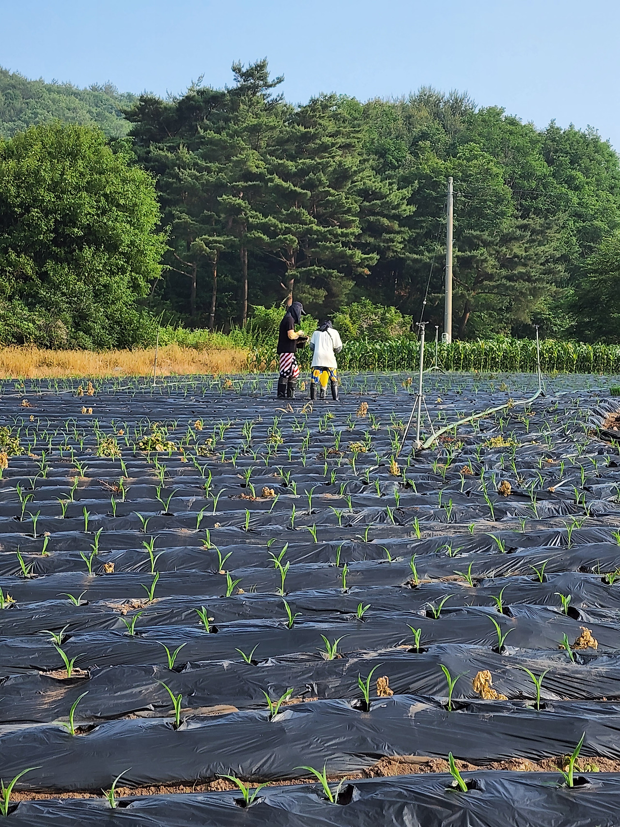 횡성 10주차 수요일_송사장 옥수수 정식_깔끔한 첫번째 밭 정식_20220622_073050.jpg