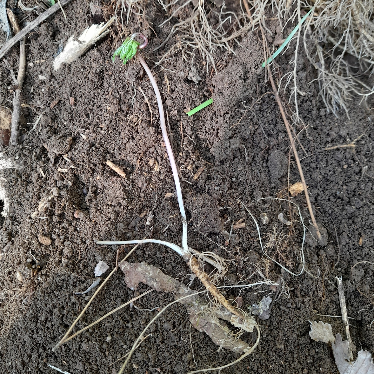 횡성 3주차 토요일_대표님이 발견한 산삼_3_20220507_1657321545536.jpg