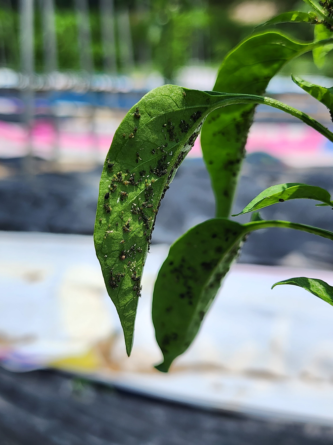 고추 곁순제거 작업중 발견한 진딧물_20230619_123928.jpg