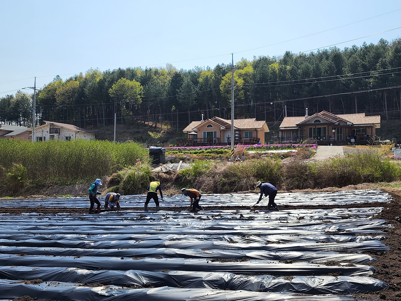 횡성 3주차 화요일_4시간 30분가량 소요된 옥수수밭 멀칭작업_20220403_20220503_142450.jpg
