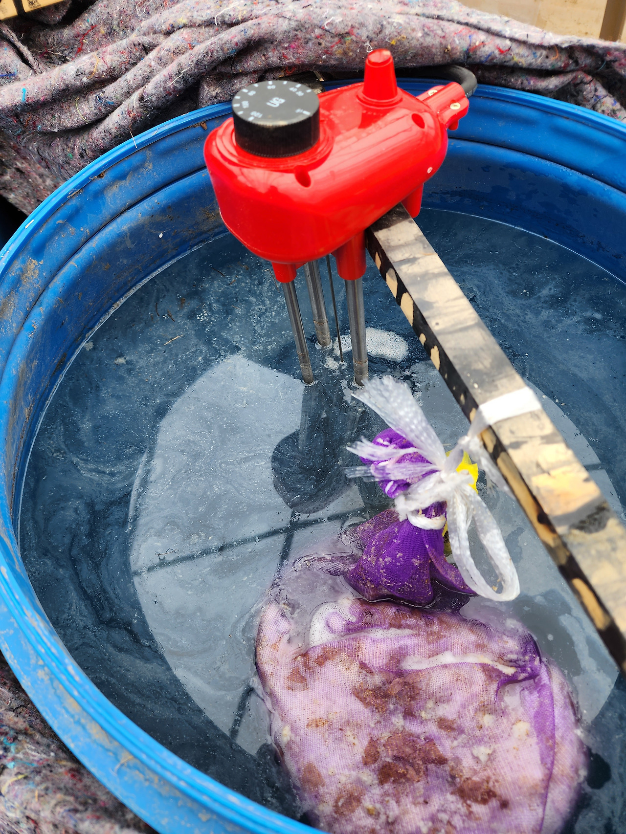 50mm짜리 돼지꼬리의 미생물 배양액 모습_20230323_110826.jpg