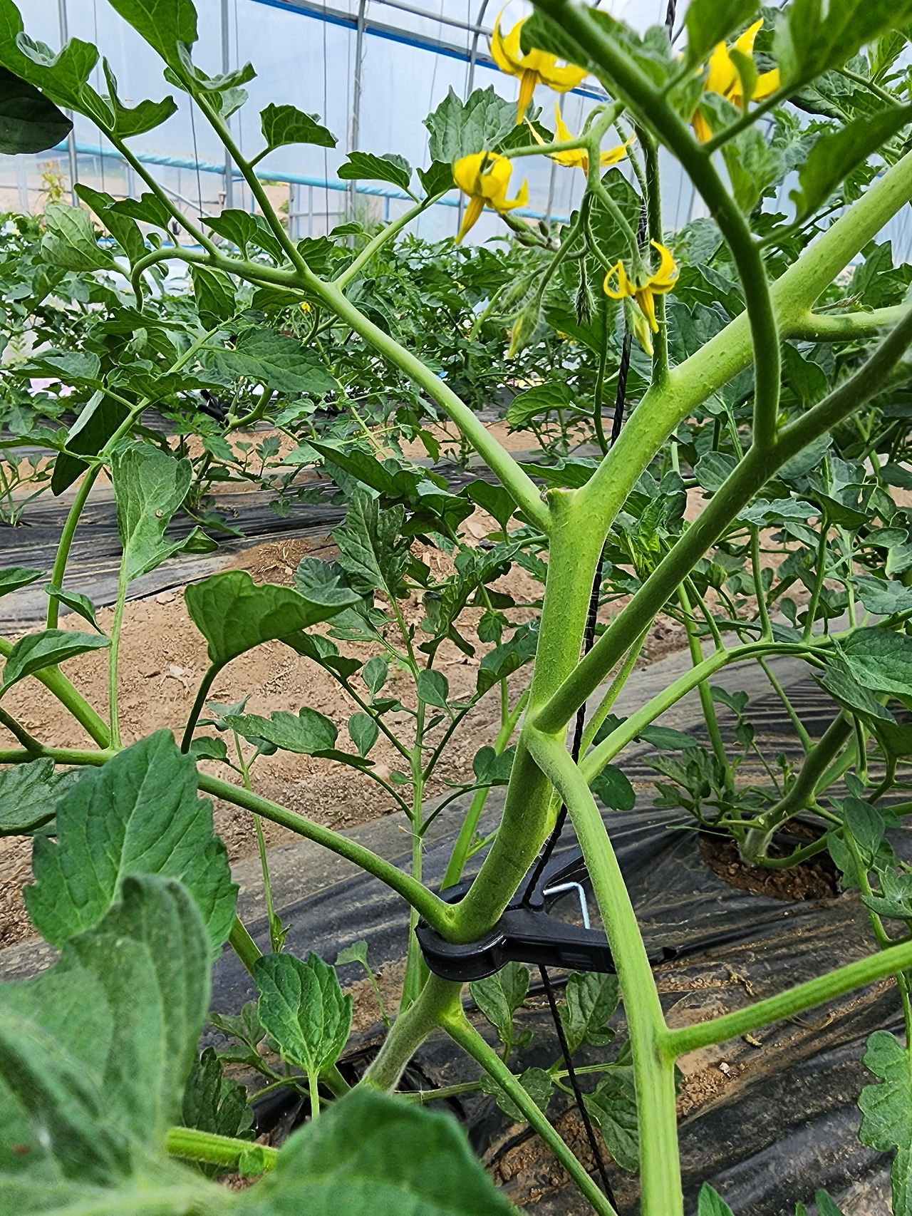 토마토 아래 곁순 많은 사진_20230606_103014.jpg