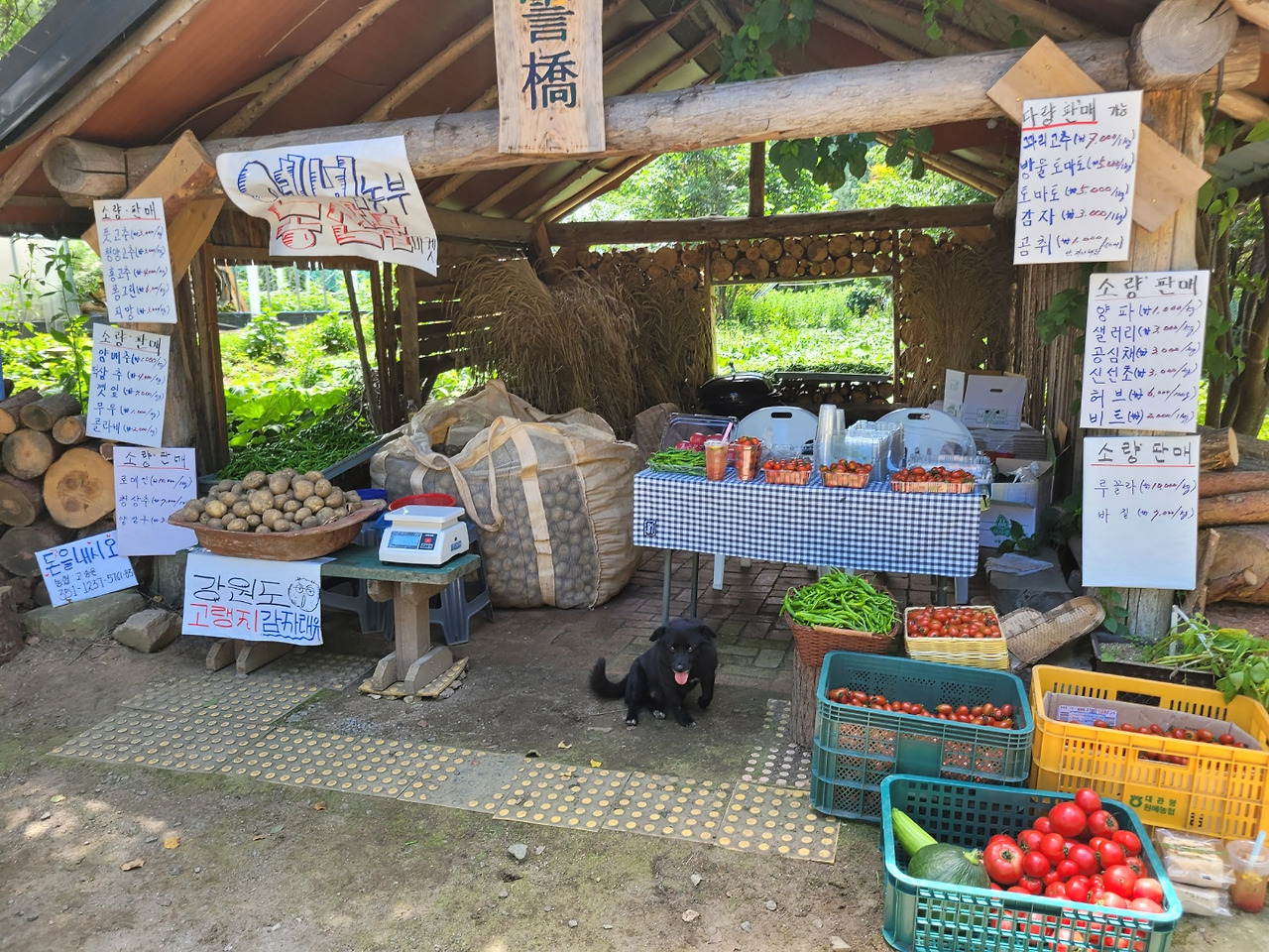 횡성 15주차 토요일_축제_갈곳 잃은 초코가 농산물 마켓 지키기_20220730_1659183600846.jpg