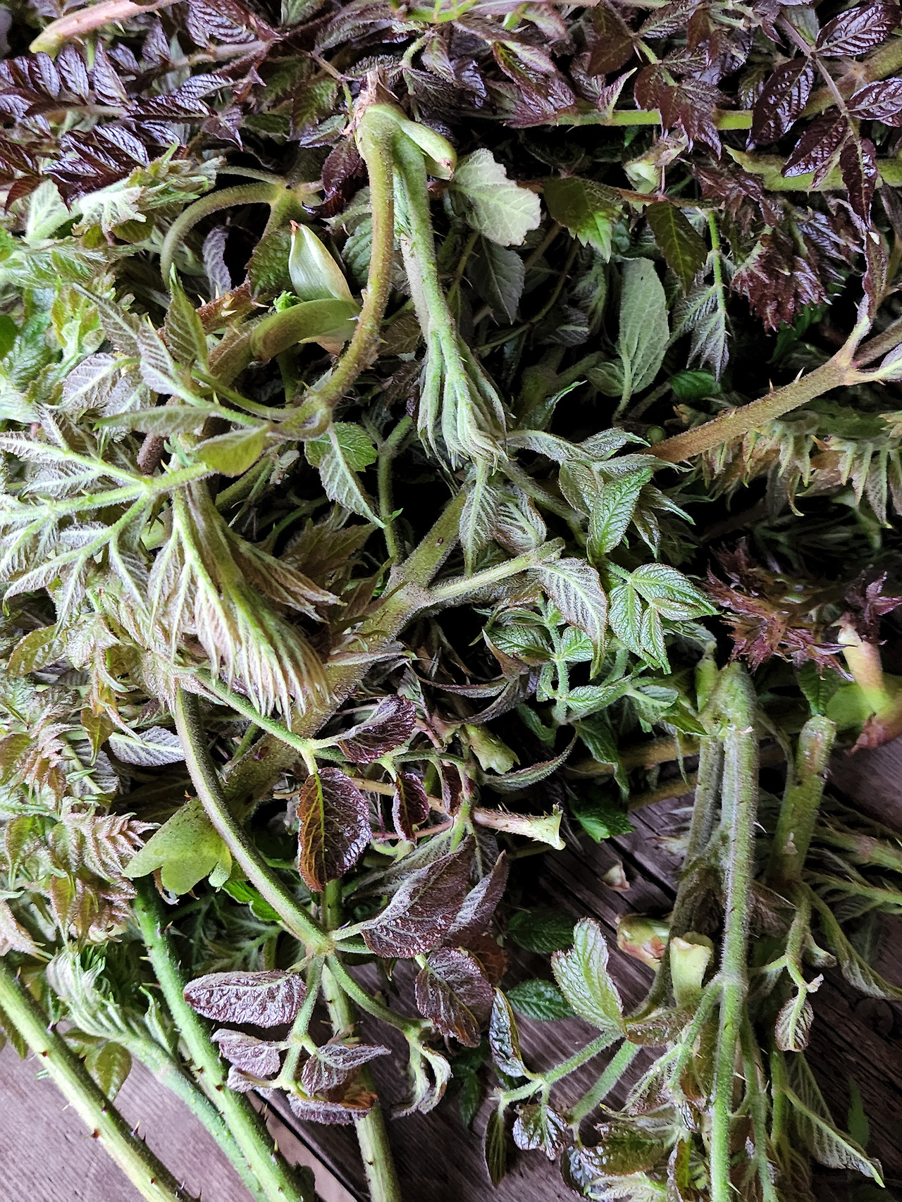 따낸 두릅들_20220426_181429.jpg