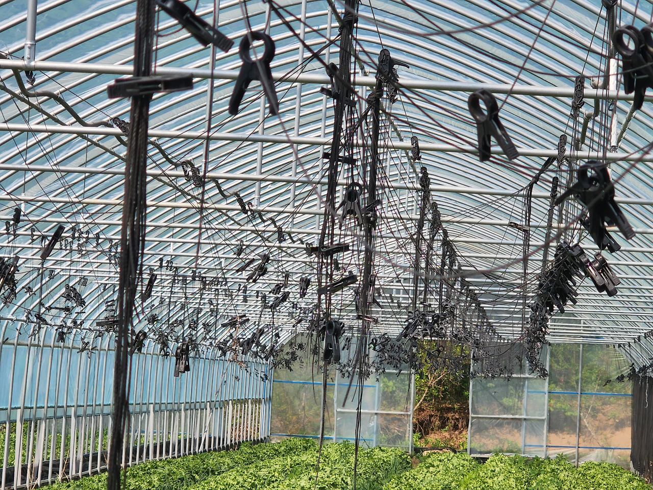 횡성 4주차 목요일_토마토 선도농가_토마토 견인줄_20220512_092207.jpg