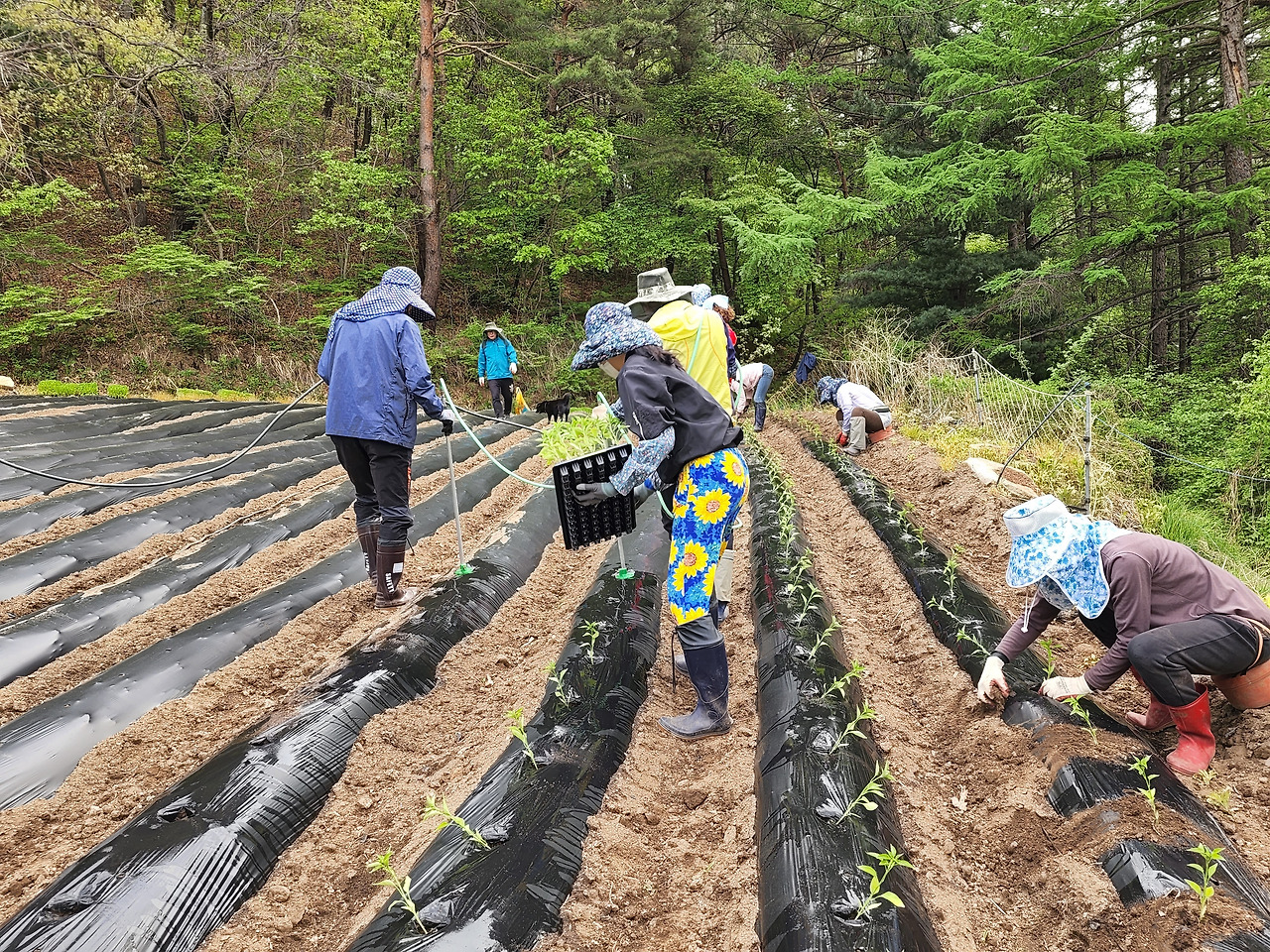 횡성 4주차 화요일_고추 정식_20220510_085002.jpg