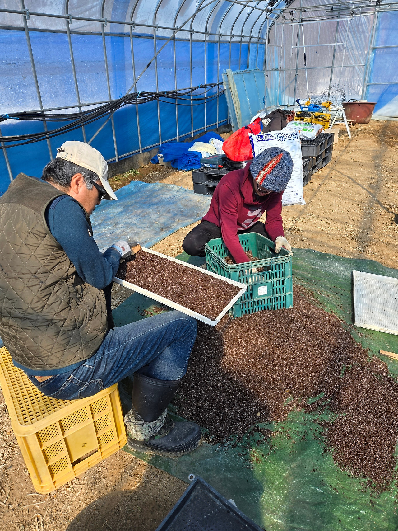 고추씨를 파종하는 동료들_20250221.jpg