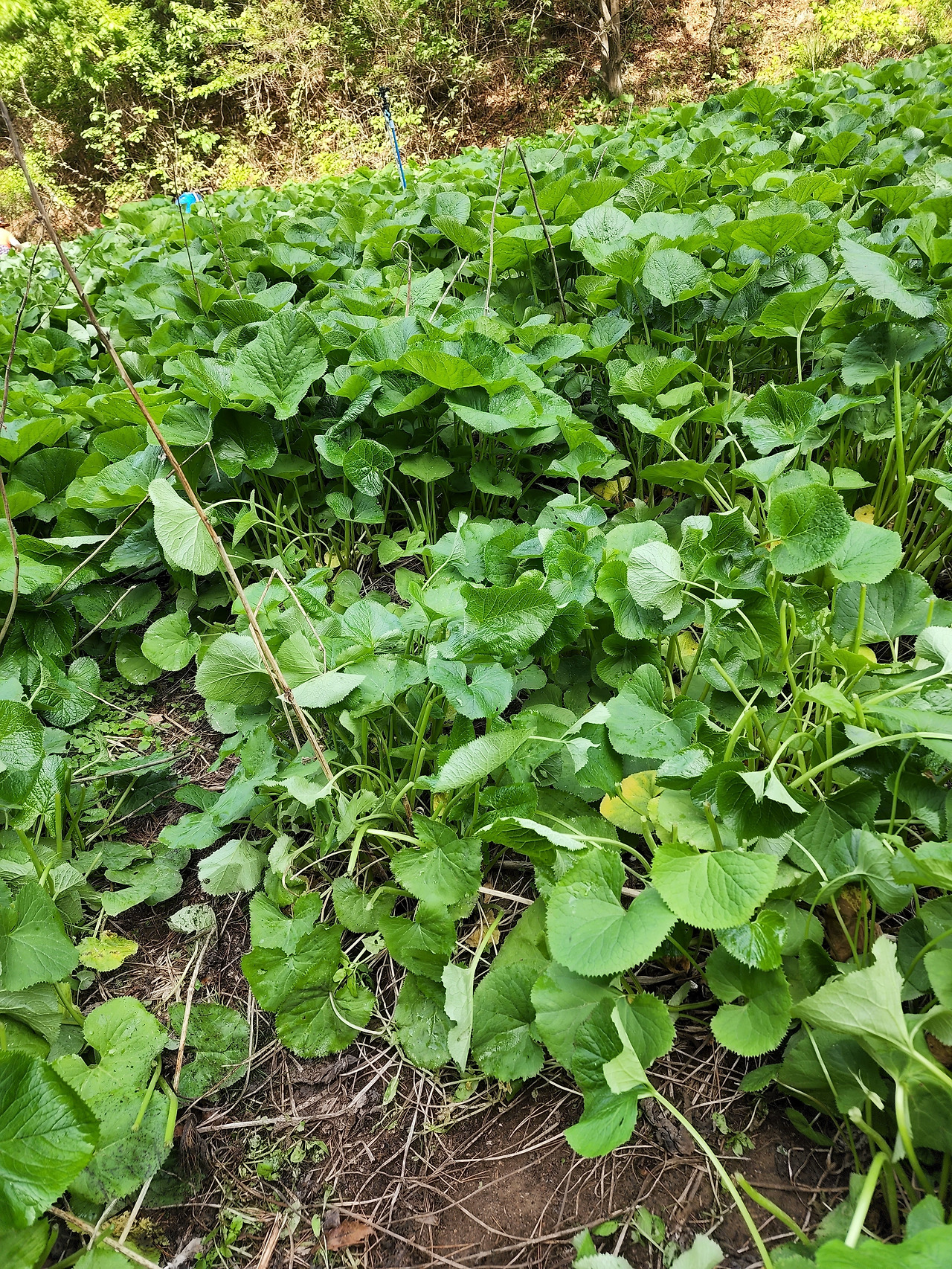 횡성 6주차_화요일_곰취따고 남은 곰취밭 모습_20220524_091131.jpg