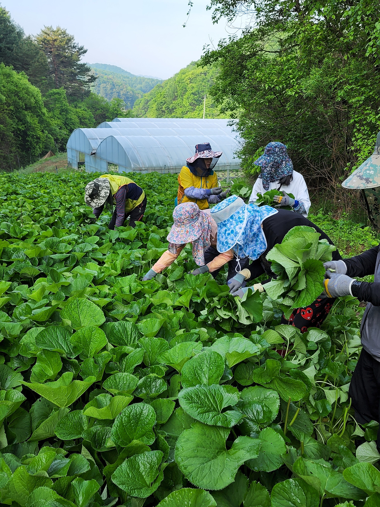 횡성 6주차_화요일_곰취따기 첫째날_곰취따는 여자동료들_20220524_072419.jpg
