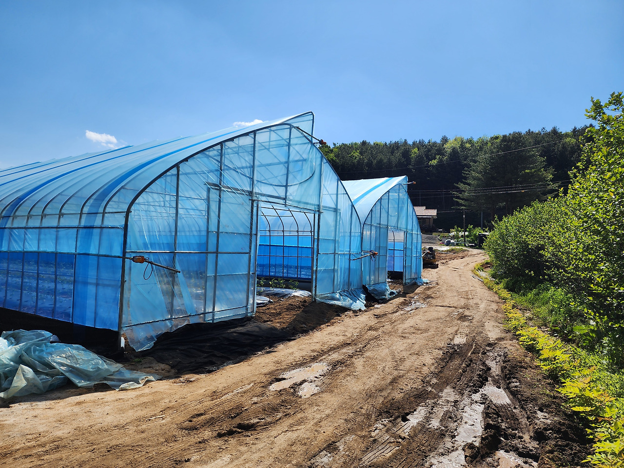 비닐하우스 제작_하우스 외부 정경_20240513_151334.jpg