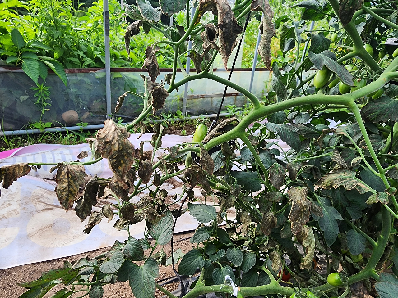 잎곰팡이병 걸려 말라죽는 토마토 잎들_20230707_074946.jpg