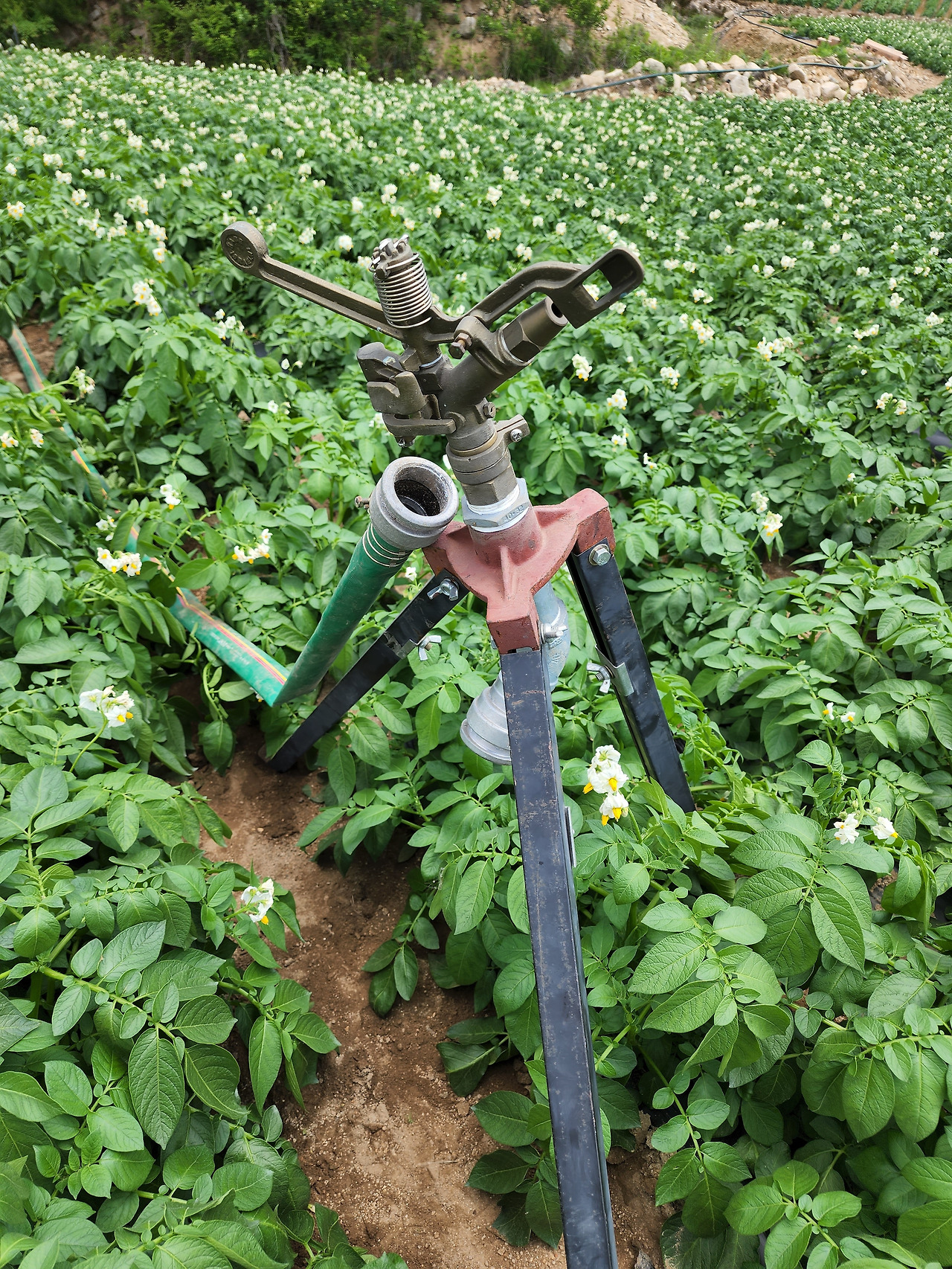 횡성 10주차_월요일_대표님 감자밭의 관수설비 설치하기_대포 스프링쿨러 설치_20220620_130013.jpg