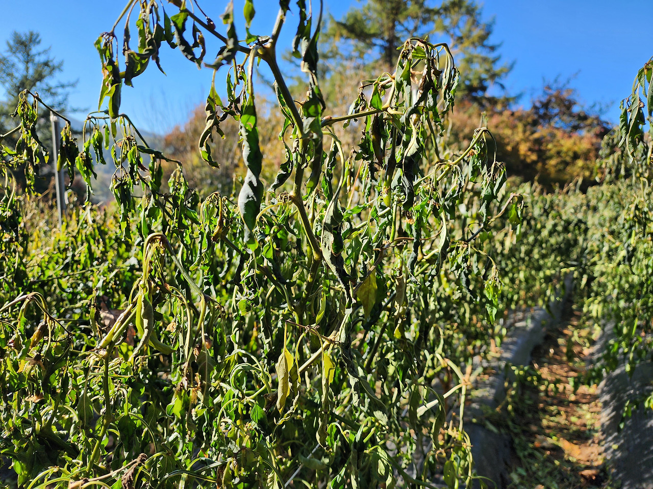 횡성 27주차 수요일_얼어버린 꽈리고추_20221019_090507.jpg