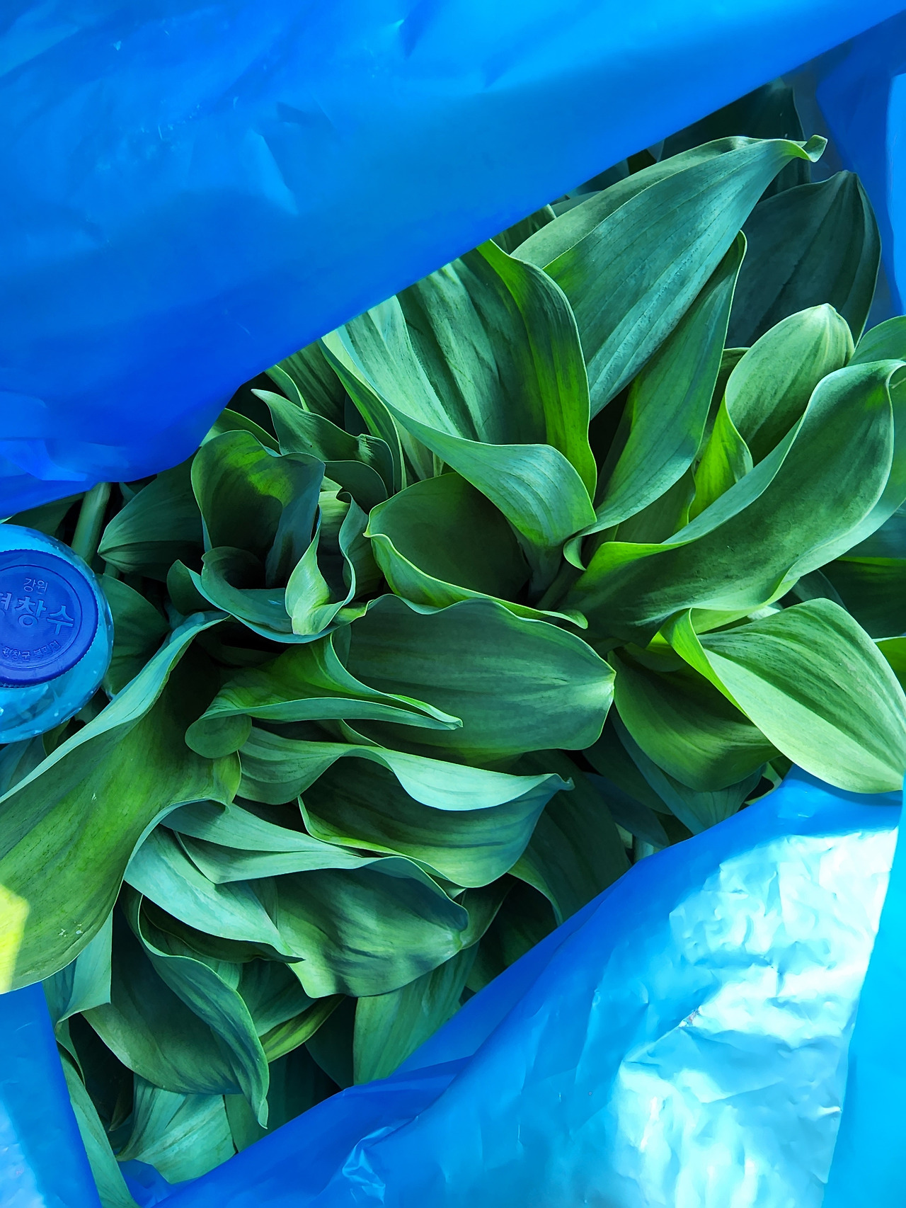 횡성 1주차 수요일_명이나물 캐기_캔 명이나물들_20220420_091129.jpg