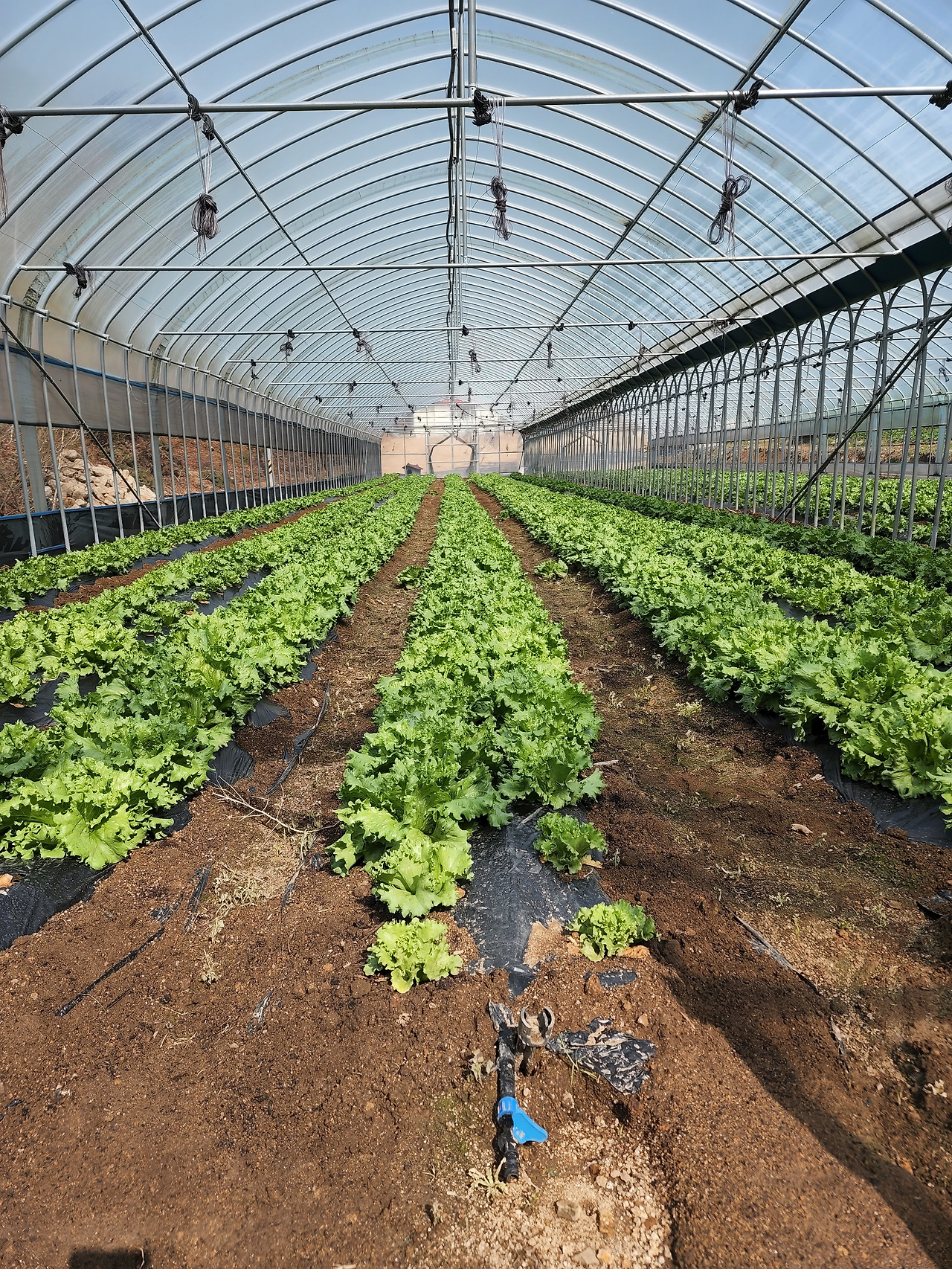 횡성 2주차_목요일_팀장님 언니네 곰취밭 잡초 뽑기_양상추 비닐하우스_20220428_092124.jpg