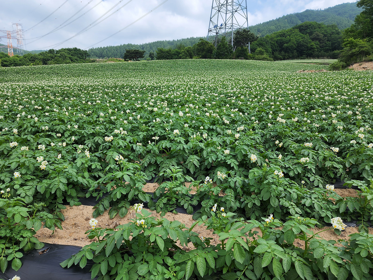 횡성 10주차_월요일_대표님 감자밭의 꽃들_20220620_103346.jpg