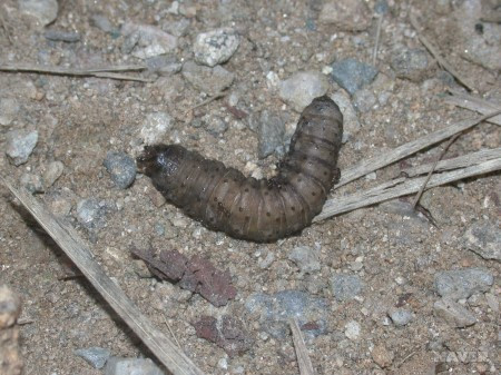 거세미 나방 애벌레 사진_20250812.jpg