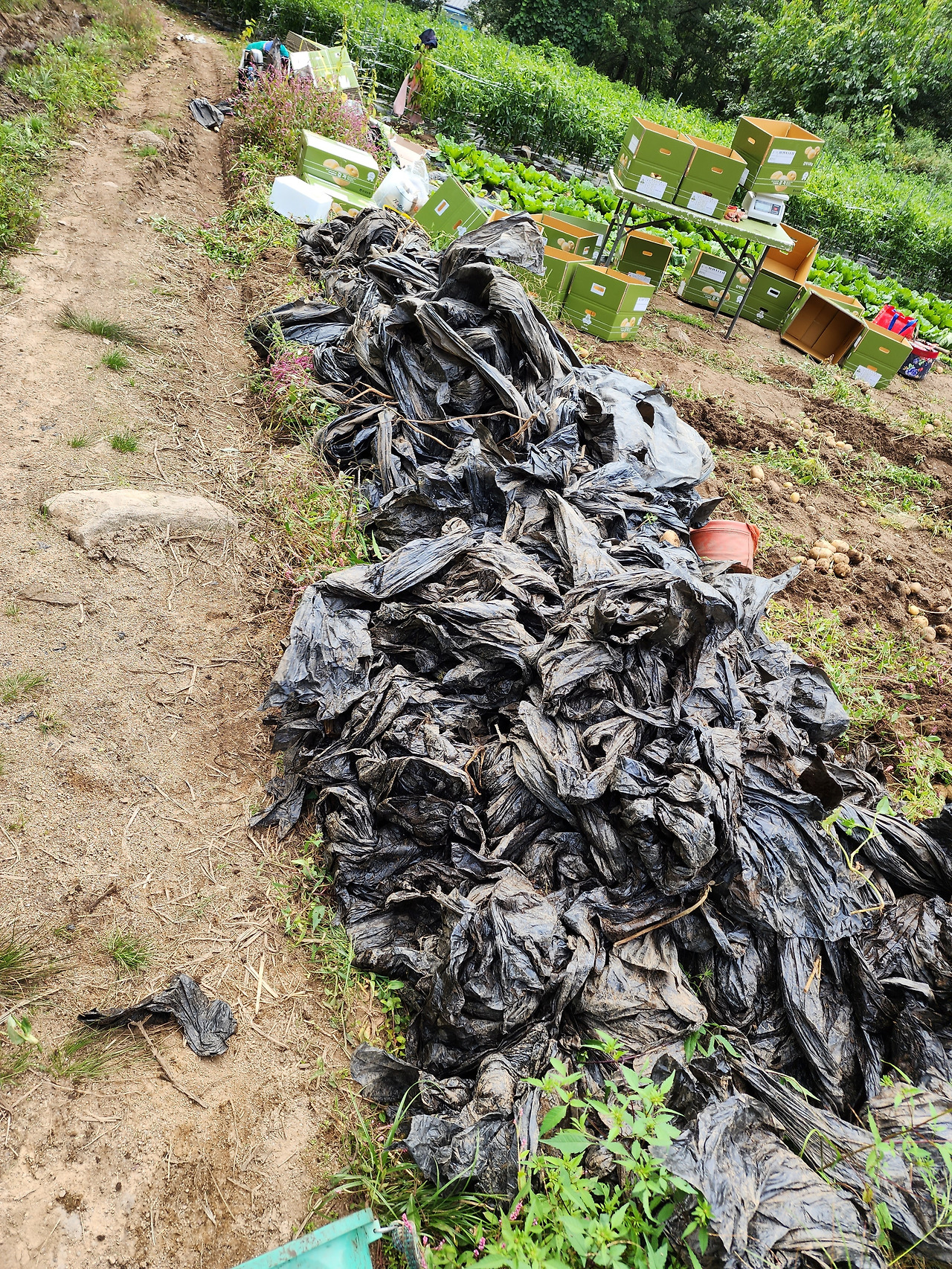 횡성 22주차 수요일_감자 수확중 모아진 폐비닐_20220914_110013.jpg