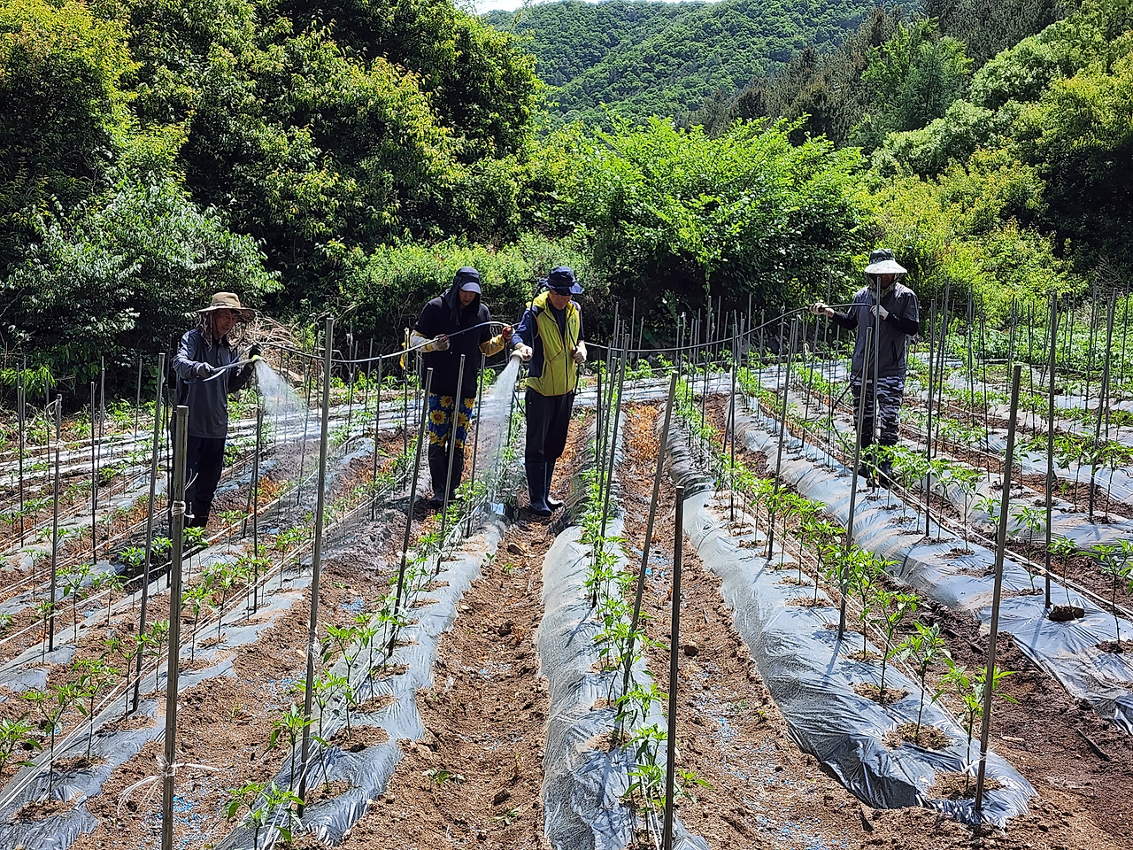횡성 9주차_월요일_고추밭에 물주기_20220613_142619.jpg