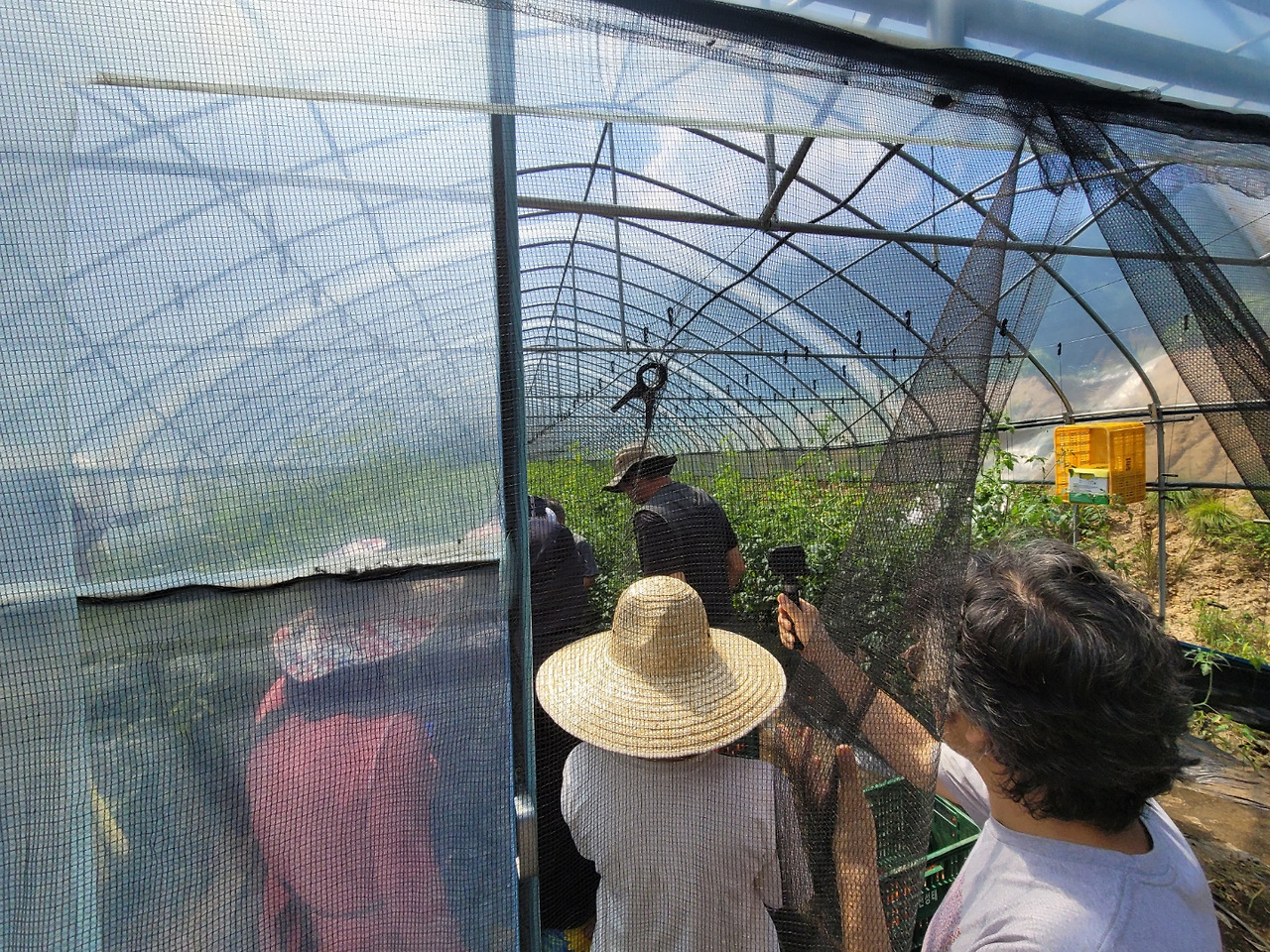 횡성 18주차 수요일_강원 mbc 촬영_송사장 토마토하우스 촬영중인 mbc 팀_20220817_1660723429304.jpg