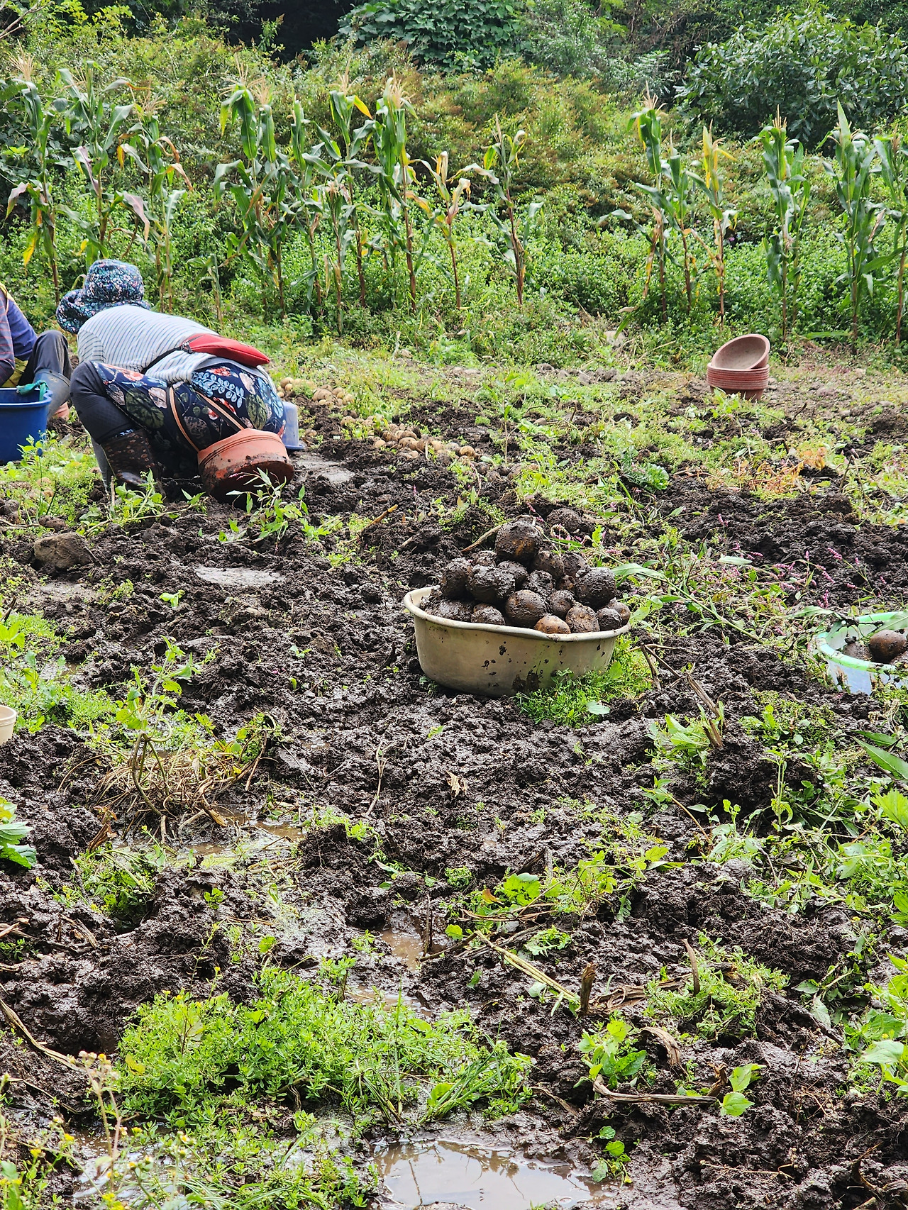 횡성 22주차 수요일_뻘밭의 감자 수확_20220914_084855.jpg