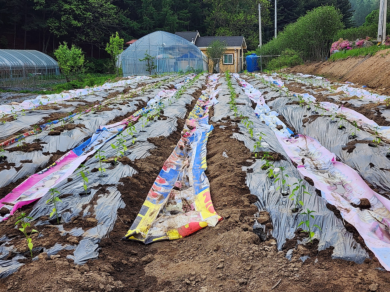 정식이 완료된 고추밭_20230518_120035.jpg